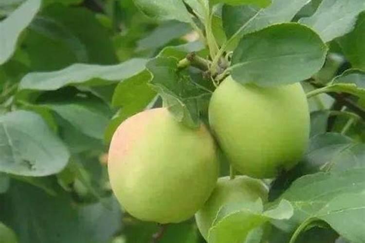 如何种植蛋黄果蛋黄果的种植技术