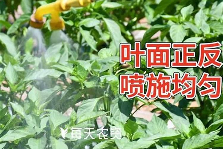 葡萄花穗期怎么管理,葡萄花穗期的养护要点有哪些