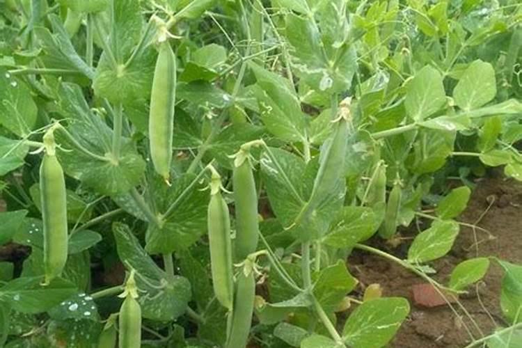 豌豆施什么肥好