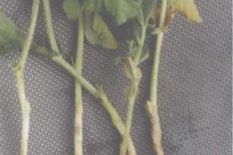 豌豆高产种植技术 豌豆怎么施肥