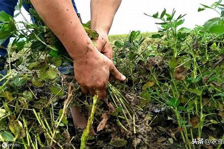 花生追肥用复合肥还是尿素,花生追肥用什么肥料好