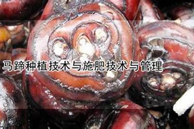 马蹄种植技术与施肥