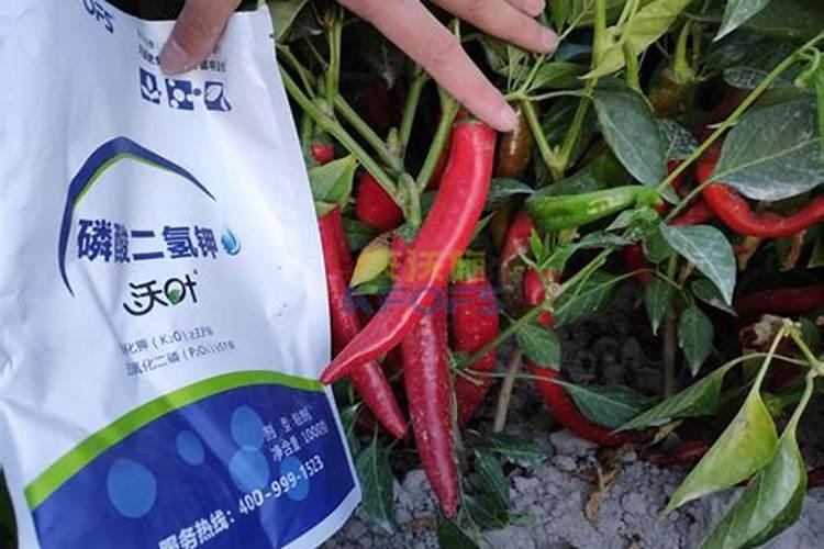 辣椒苗期用什么叶面肥好