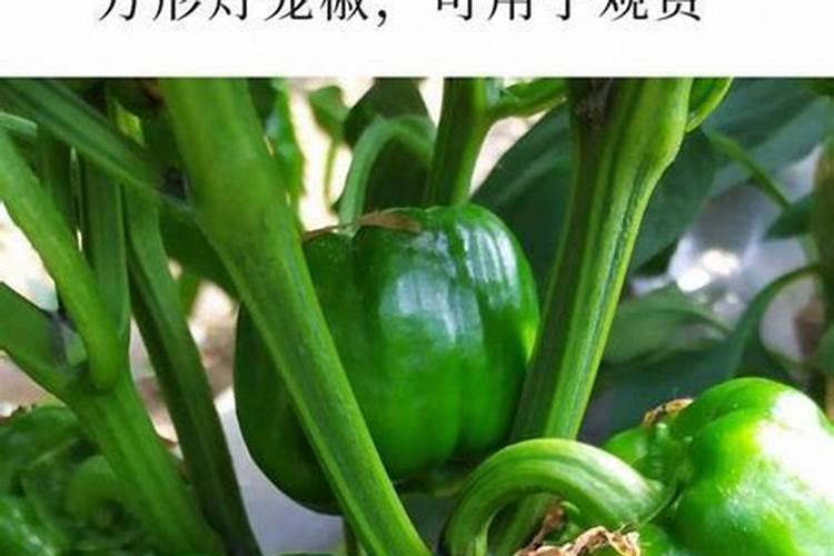 辣椒苗期用什么叶面肥好