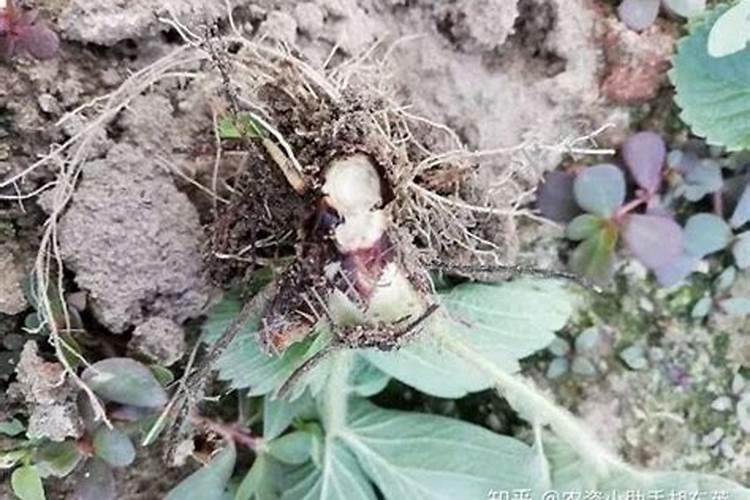 绿萝黄叶烂根怎么回事