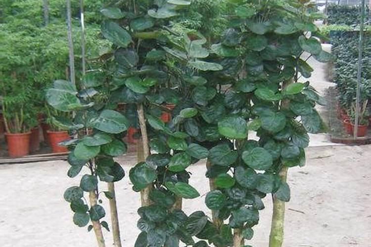 植物缺氮的症状,怎么办