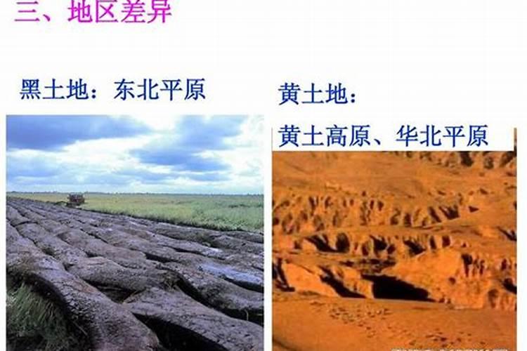 哪种叶面用的钙肥吸收好
