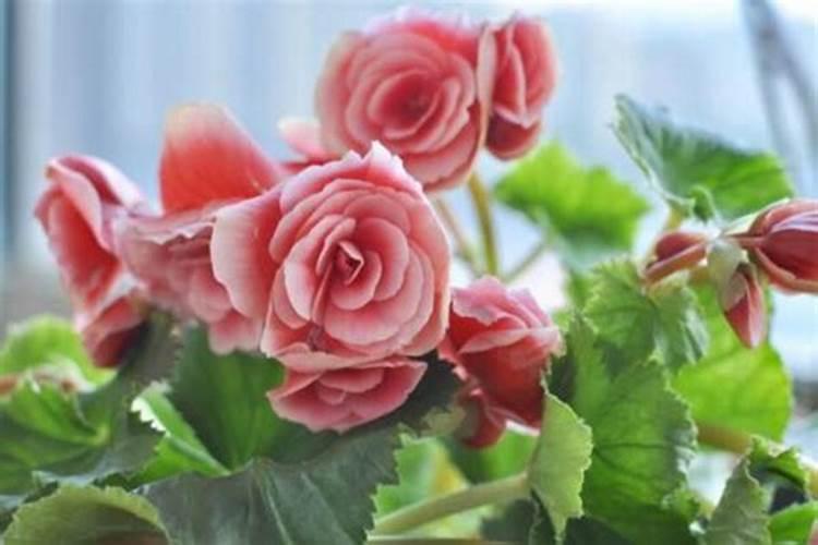 丽格海棠开完花后处理方法 丽格海棠开完花后如何处理