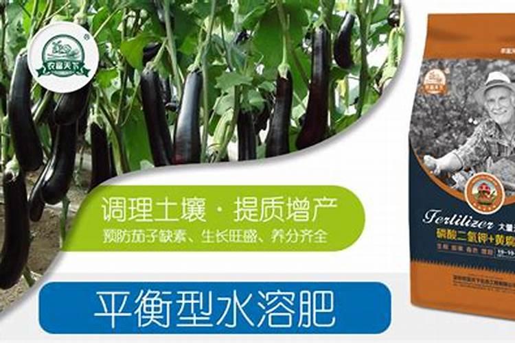 为何荔枝开花不结果？