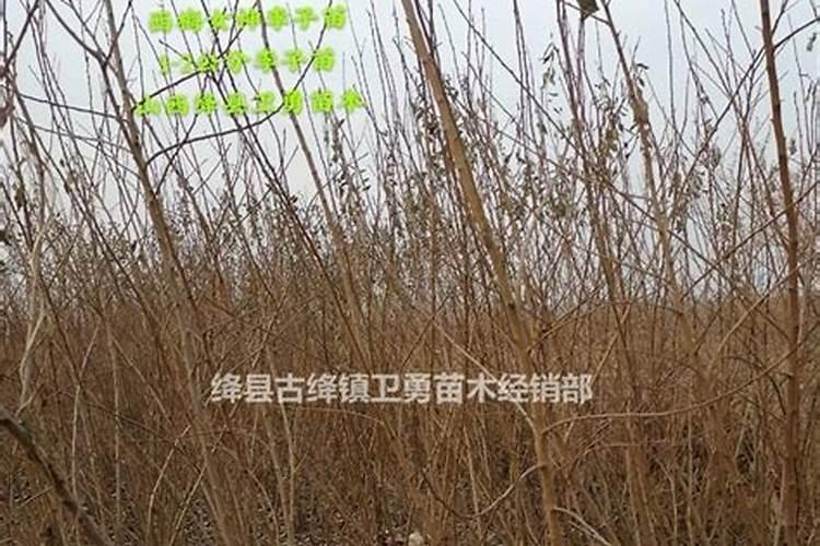 李子树施肥方法及时间