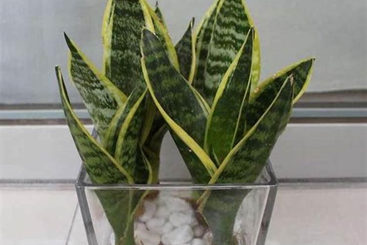 虎皮兰可以水培吗
