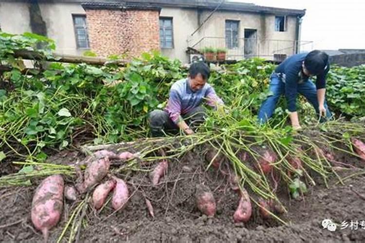 红薯用什么肥料才能高产