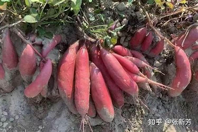 种红薯用什么肥料