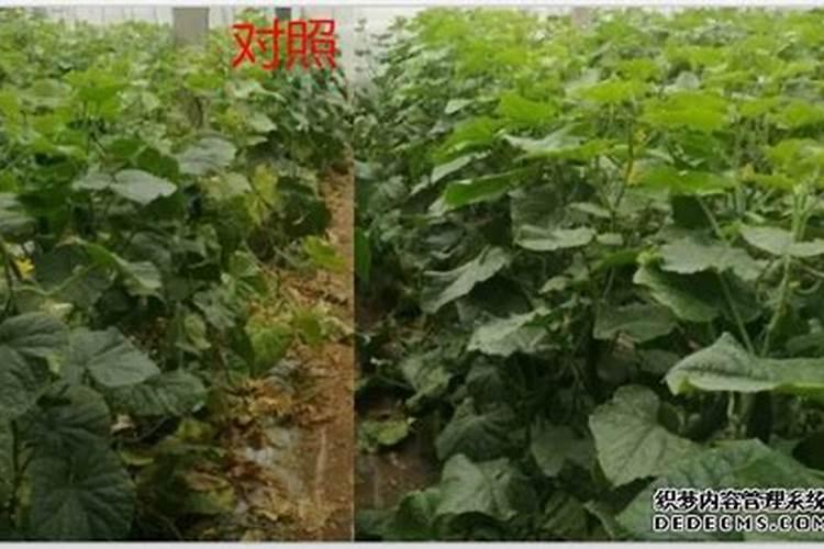 小球藻培养基氮磷用什么代替