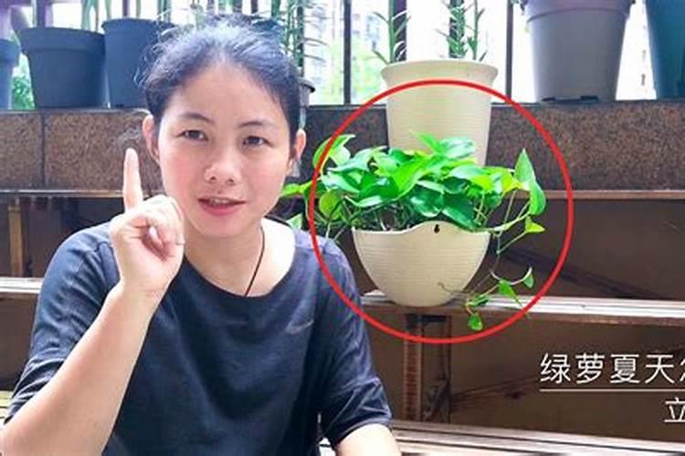绿萝夏天怎么养才能更旺盛