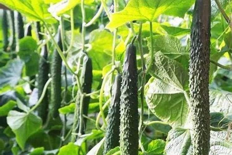 黄瓜最好的肥料是什么？