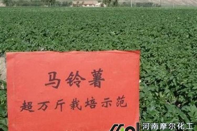 棉花后期喷什么叶面肥