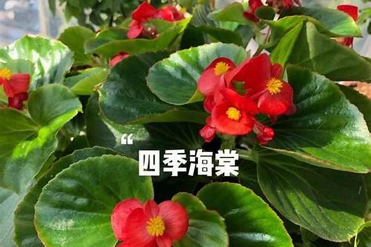 多肉唐印的繁殖方法和注意事项是什么