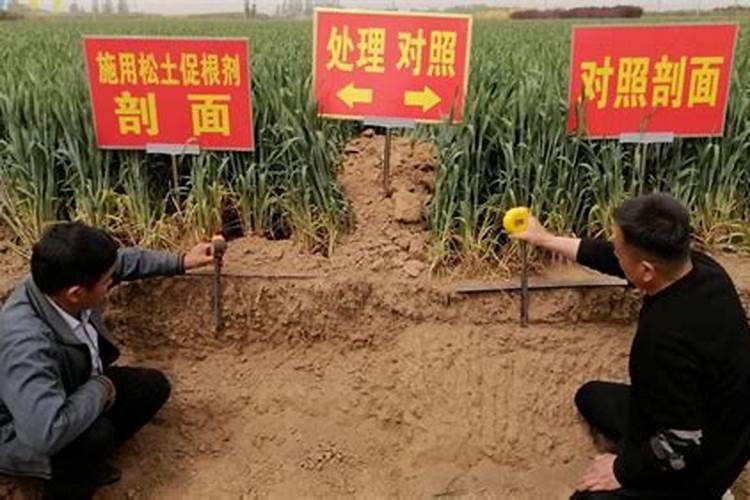 硼肥有哪些作用 硼肥的9大施用误区