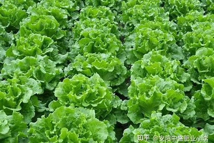 尿素当叶面肥使用方法