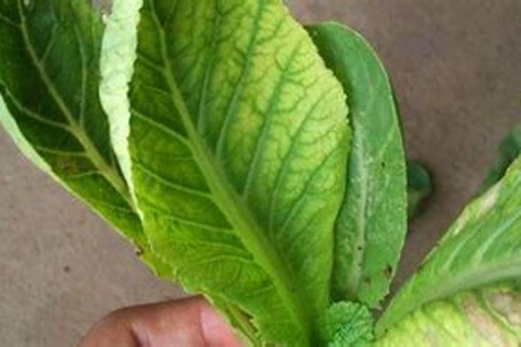 蔬菜很多黄叶什么肥料可以改善呢？