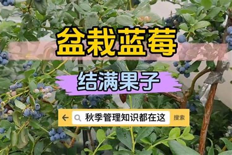 特大果的蓝莓打了彭大素吗