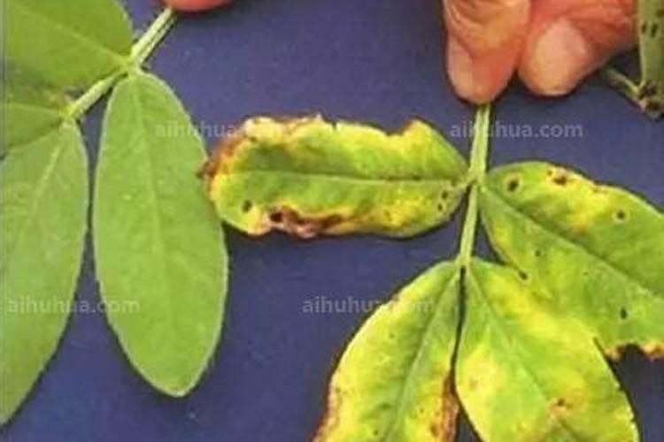 植物缺少微量元素会怎么样