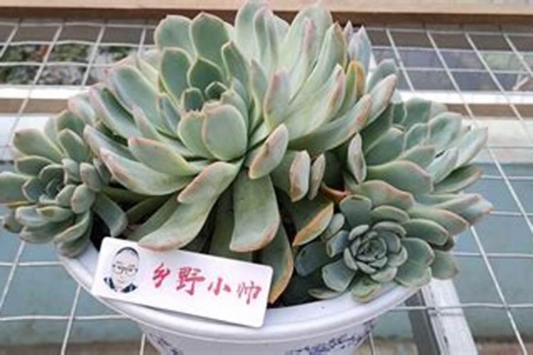 菊花施肥方法,用什么肥好