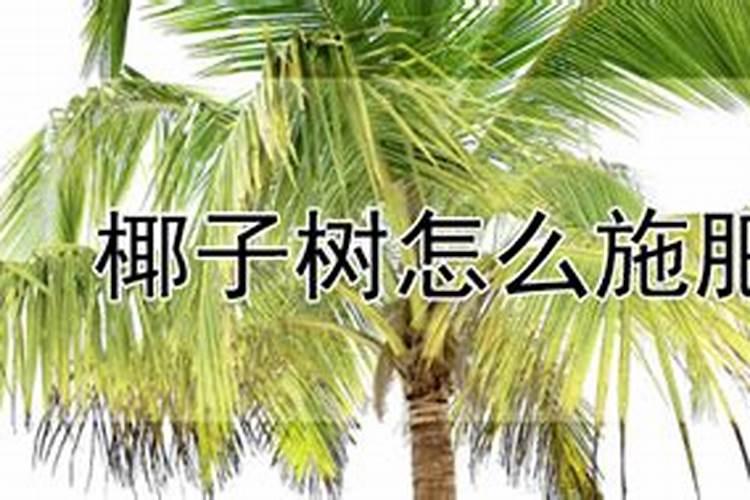 袖珍椰子浇什么肥料合适