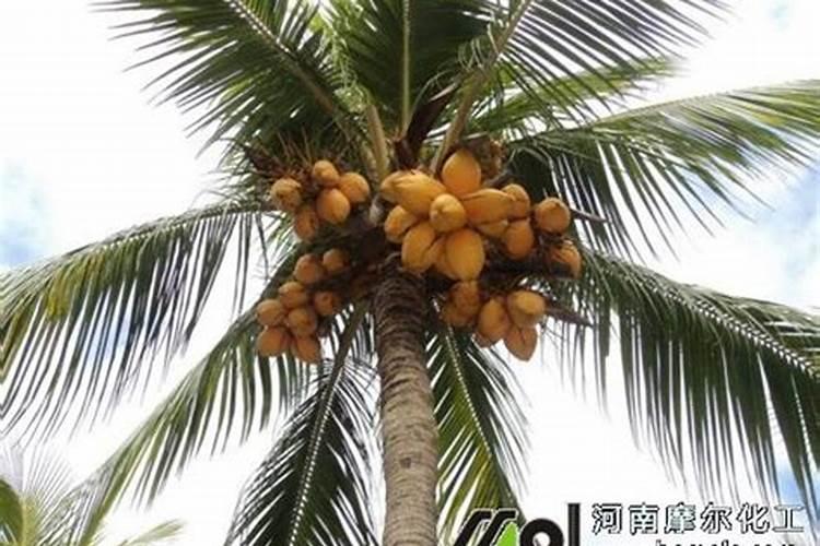 椰子如何施肥
