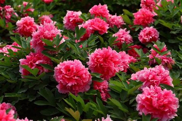 四川适合种牡丹花吗？