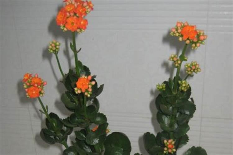 长寿花夏天怎么养施什么肥