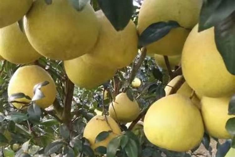 种西红柿用什么肥料最好