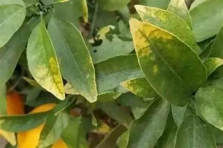蔬菜施用氮肥过剩有什么表现？