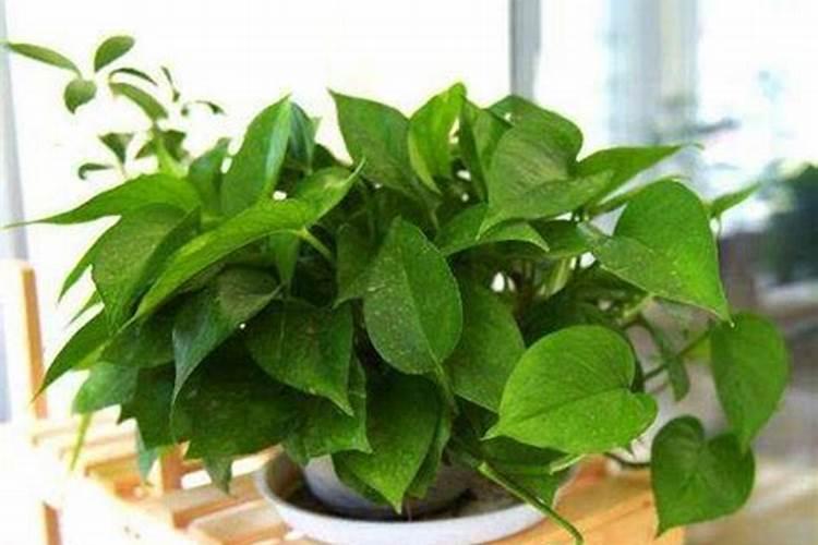 绿萝用什么肥料