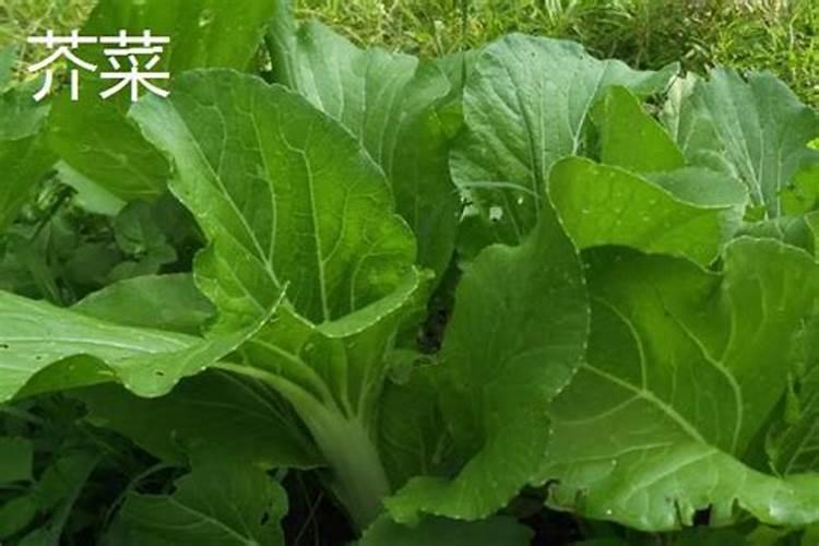 白菜多大时候喷钙镁硼肥好？