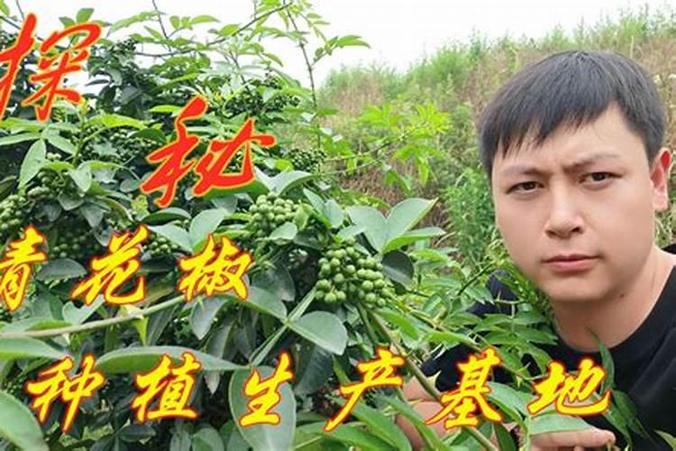 花椒保花保果农药最佳配方,花椒落花落果的原因