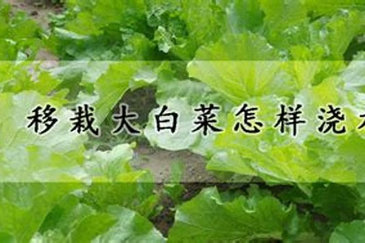 如何给白菜施肥