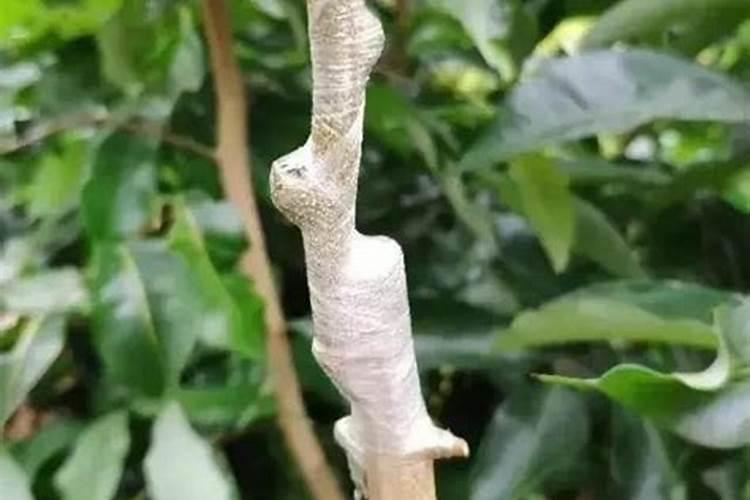 荔枝施肥的重点是什么？