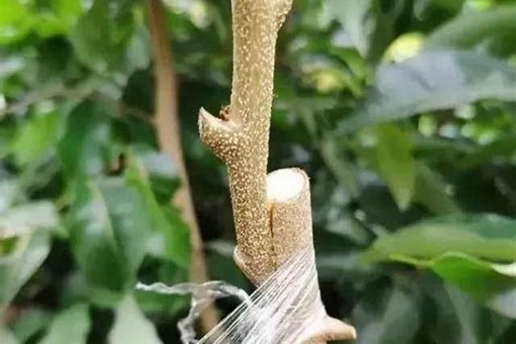 荔枝老树施什么肥？