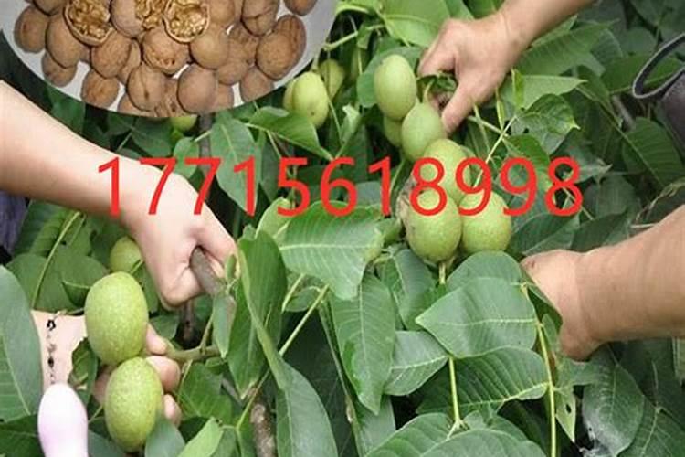 水溶肥和特肥有什么区别啊？
