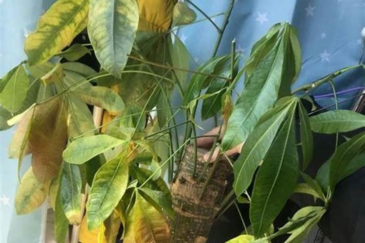 发财树施肥时间,施肥过多怎么办