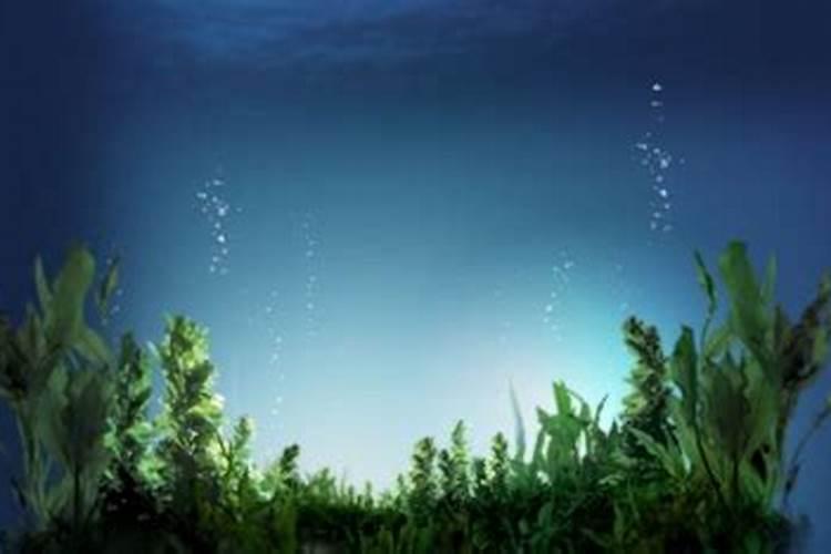 鱼白在鱼的什么部位