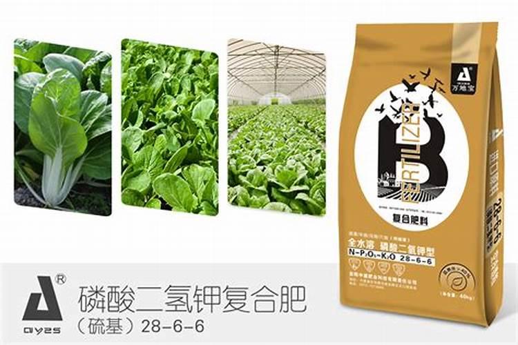 种蓝莓的正确方法
