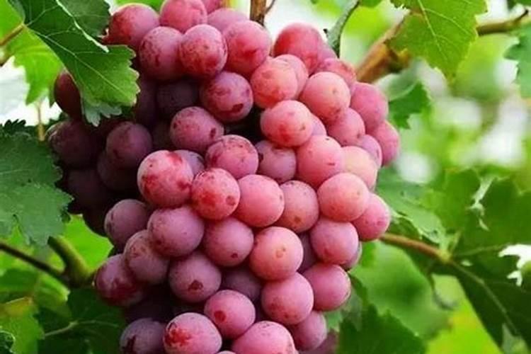 2022年天津去哪里摘草莓？天津草莓采摘策略