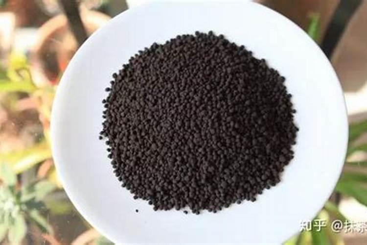 兰花什么时候施肥最好,兰花施肥用什么肥最好(氮磷钾肥)