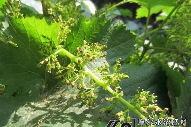 葡萄树施肥的最佳时间什么时候给葡萄树施肥