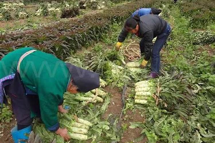 哪种肥料施加给莴笋能使其又粗又大