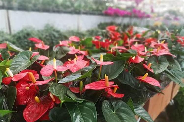红掌开花后怎么处理