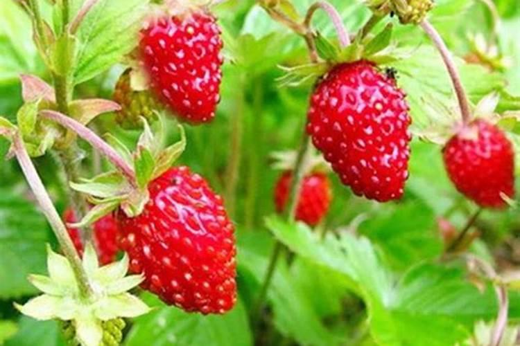 大豆种植时间和方法